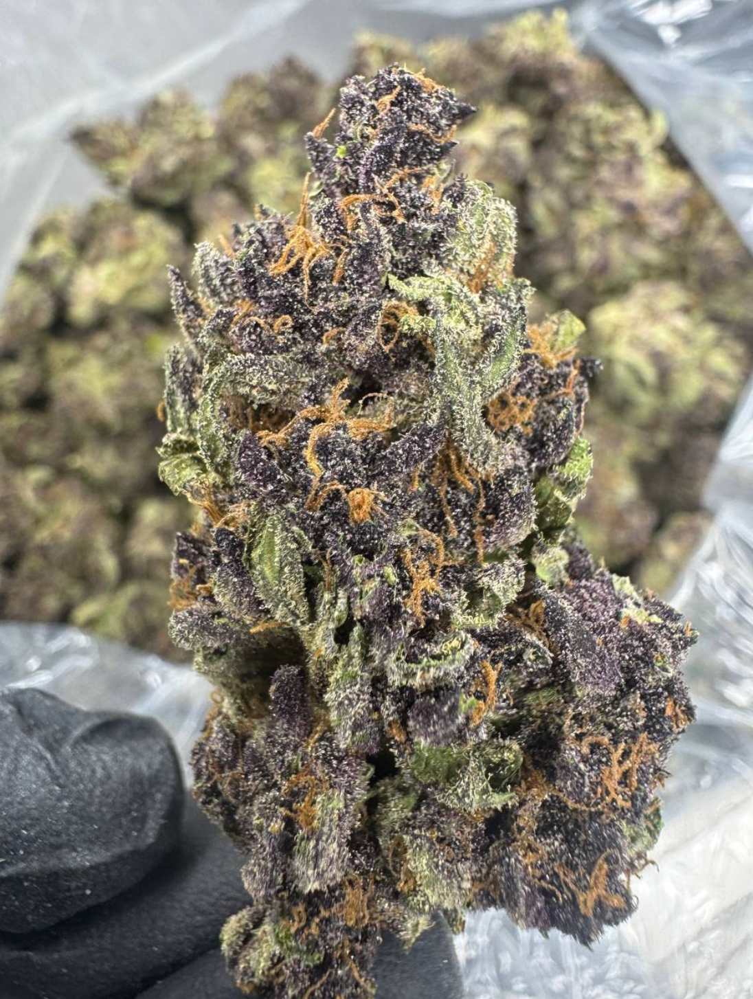 Tropicana Cherry + FREE Shipping