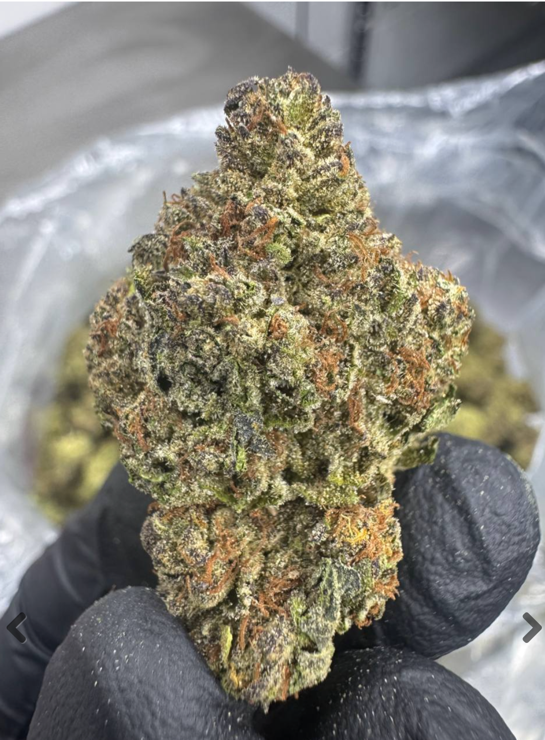 Cannalope Haze + FREE Shipping